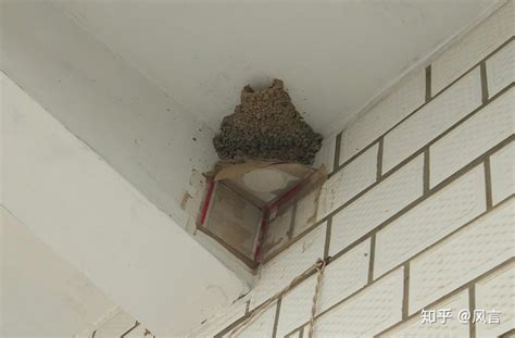旺车牌号码2023 燕子在屋簷下築巢
